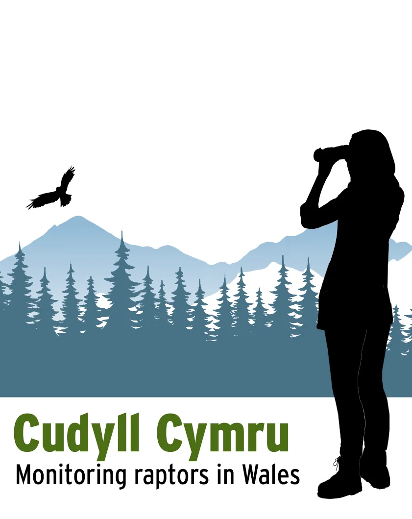 Help us monitor Welsh raptors – take part in Cudyll Cymru
