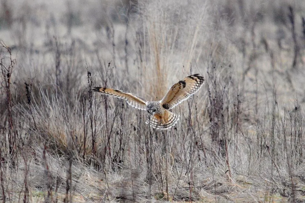 Owl biology