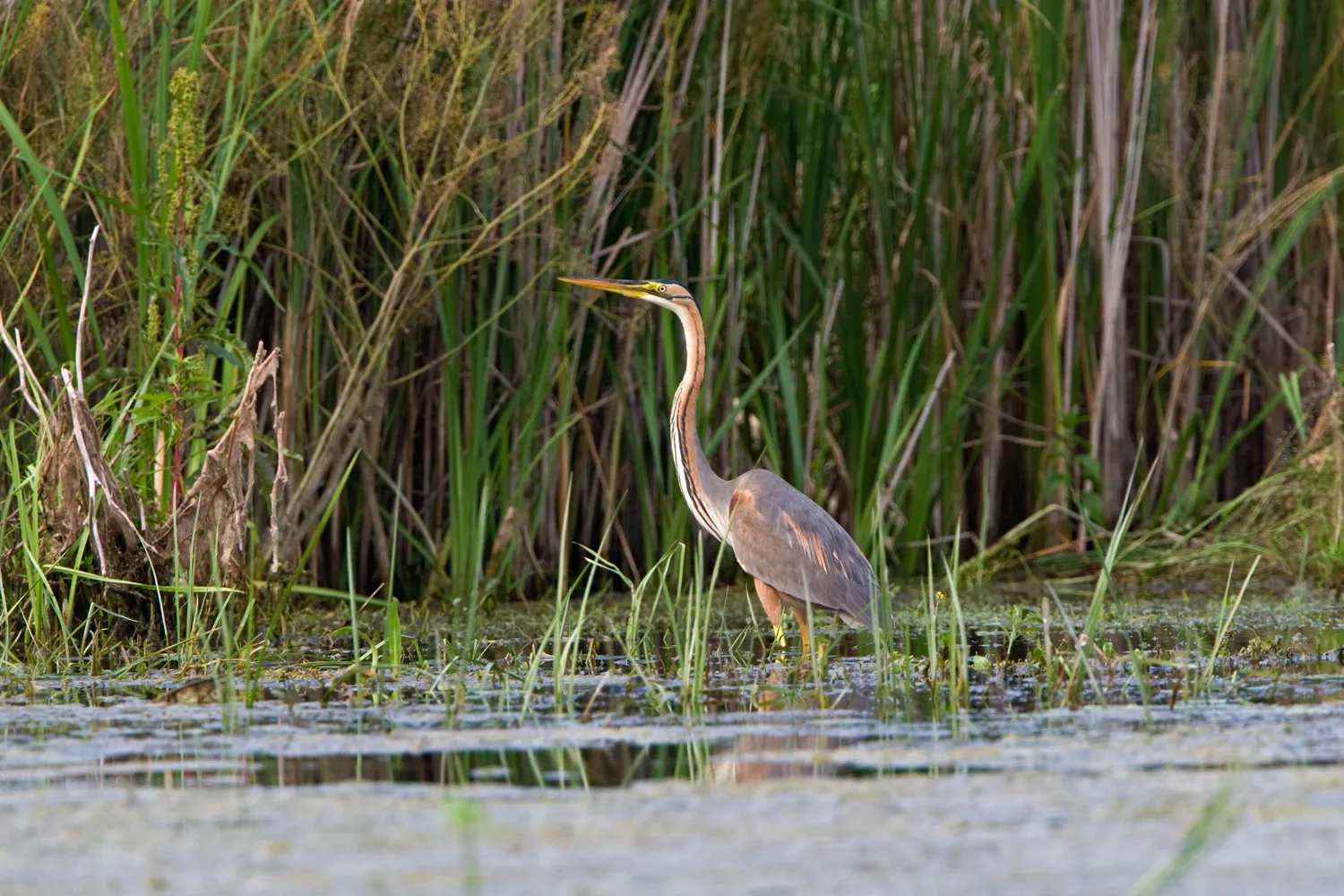 Purple Heron, by Chris Knights / BTO