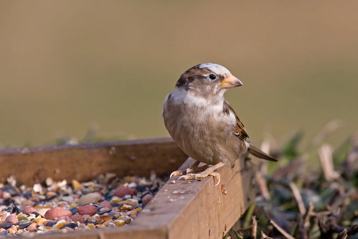 House Sparrow with plumage abnormality, by John Harding / BTO