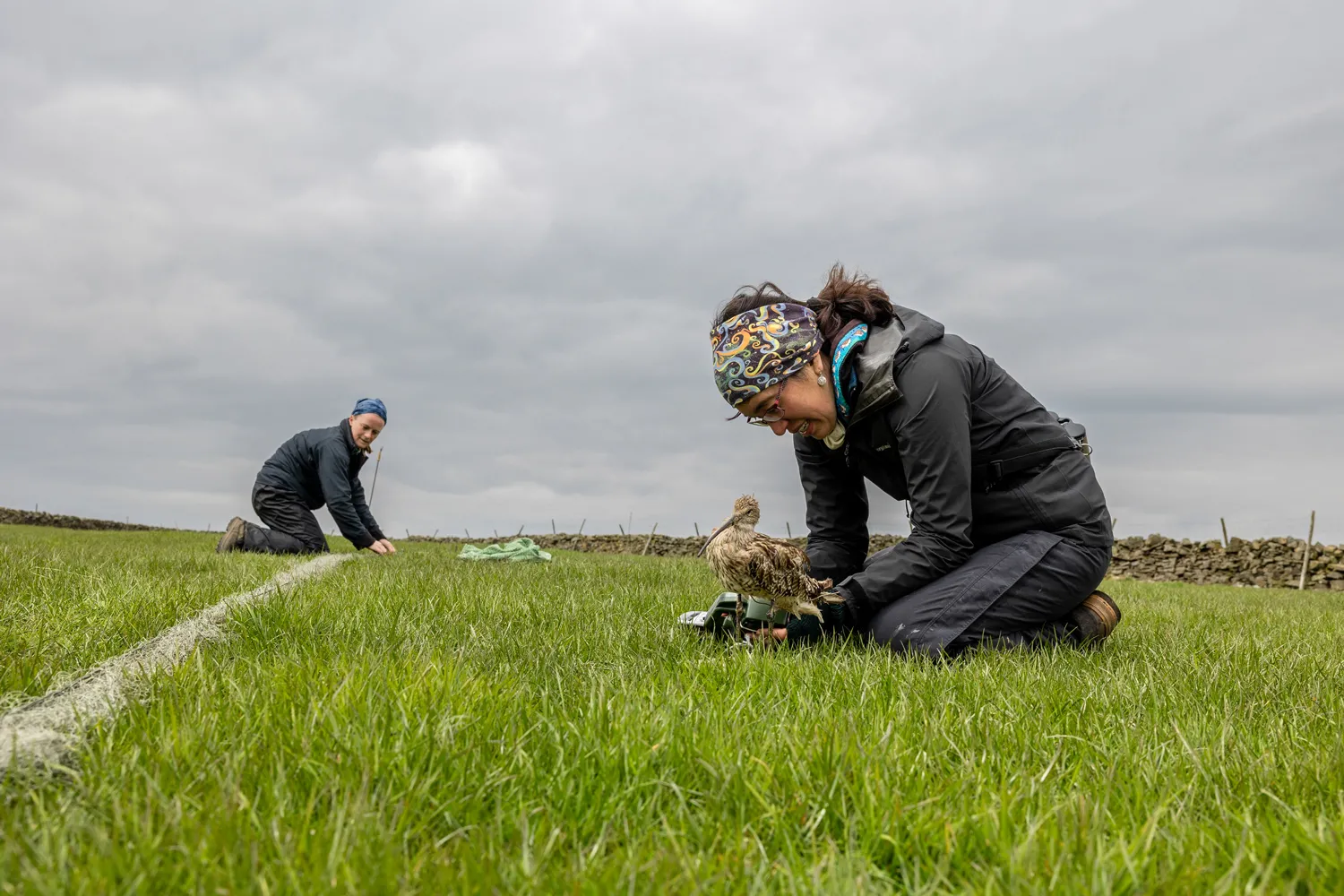BTO staff working on a Curlew tracking study, by Rich Bunce Walking Photographer / BTO