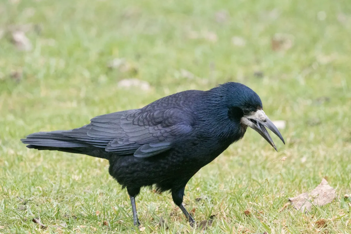 Status and distribution of Rook Corvus frugilegus in Wales in 2022/23