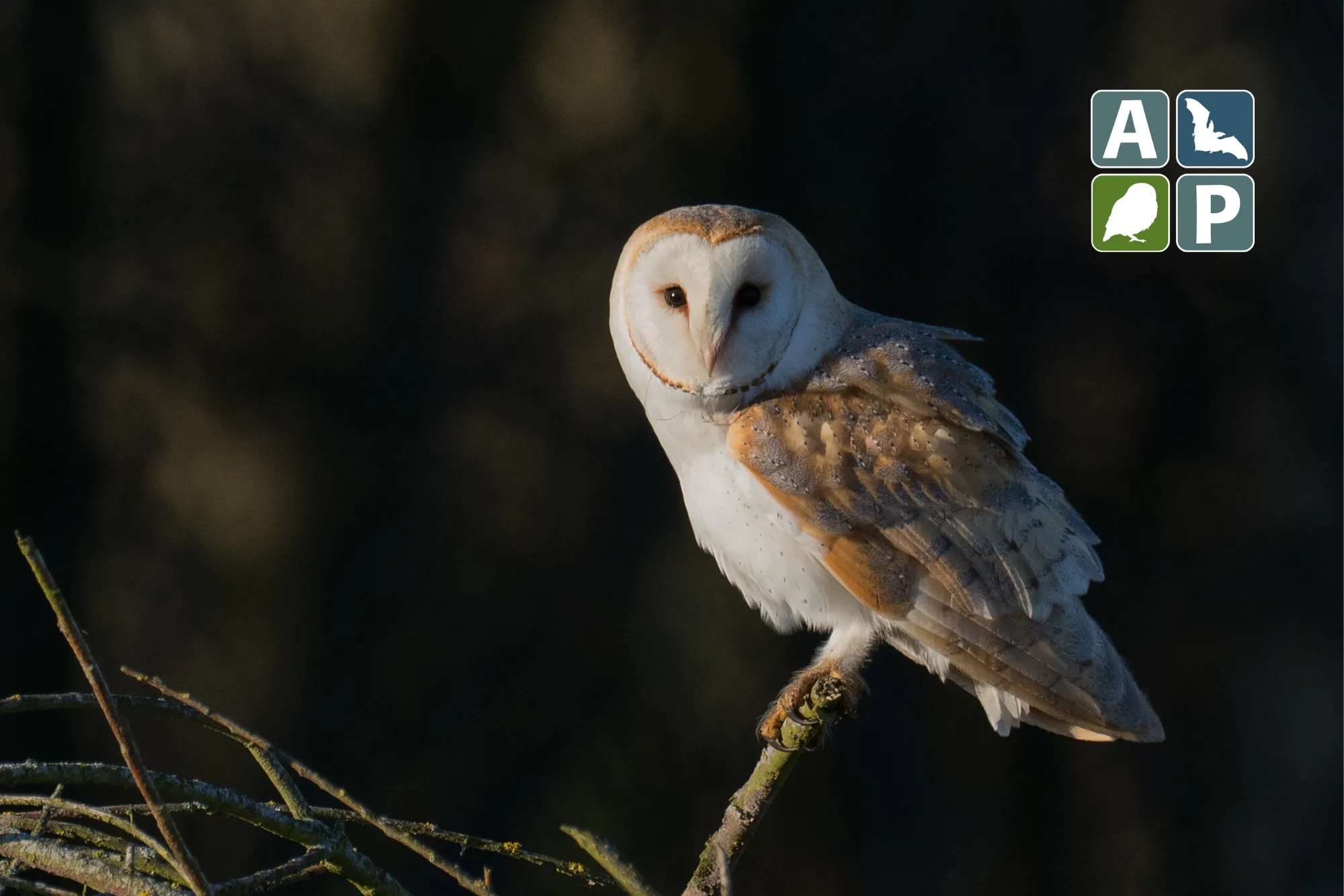 Barn Owl, by Liz Cutting / BTO