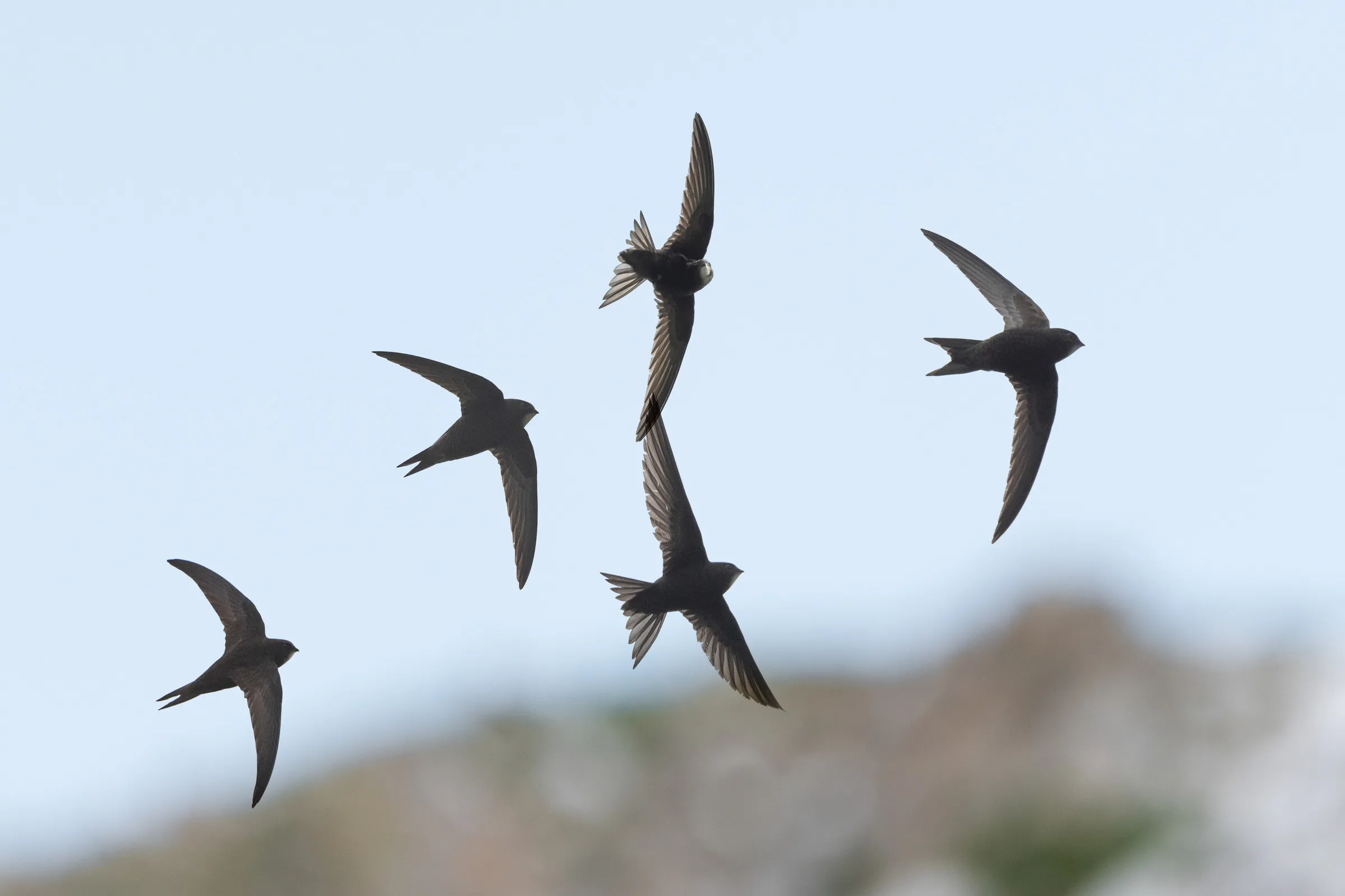 Patchy protection for migratory birds in Europe