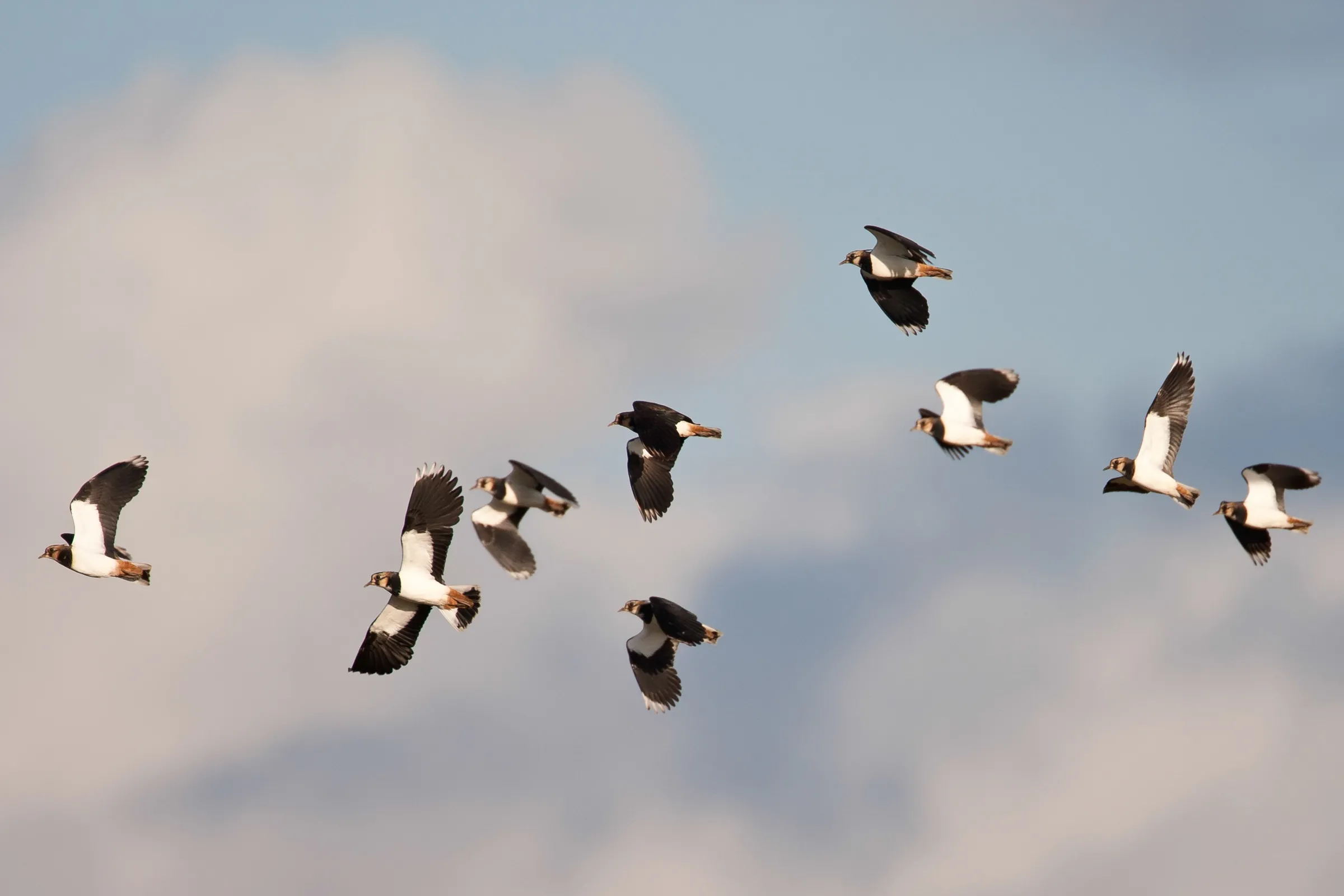 Lapwing, by Allan Drewitt / BTO