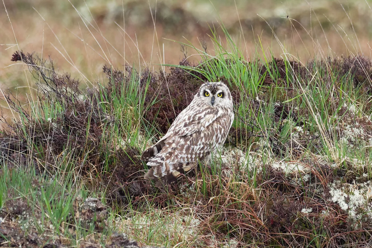 Use of dwarf shrubland–grassland mosaics by a nomadic predatory bird, the Short-eared Owl Asio flammeus
