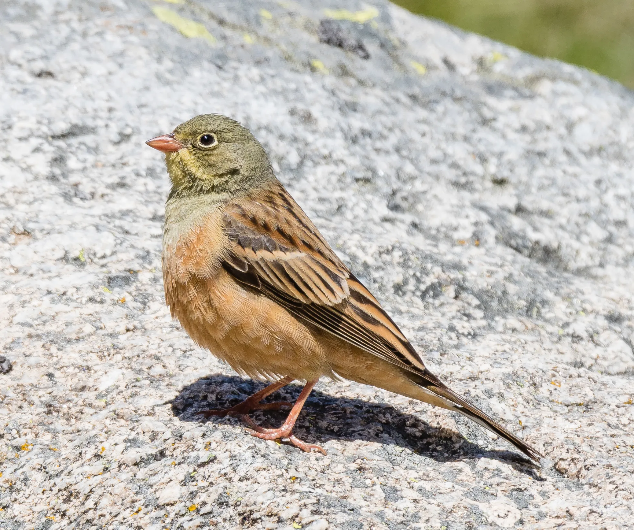 Ortolan Bunting, by Philip Croft / BTO