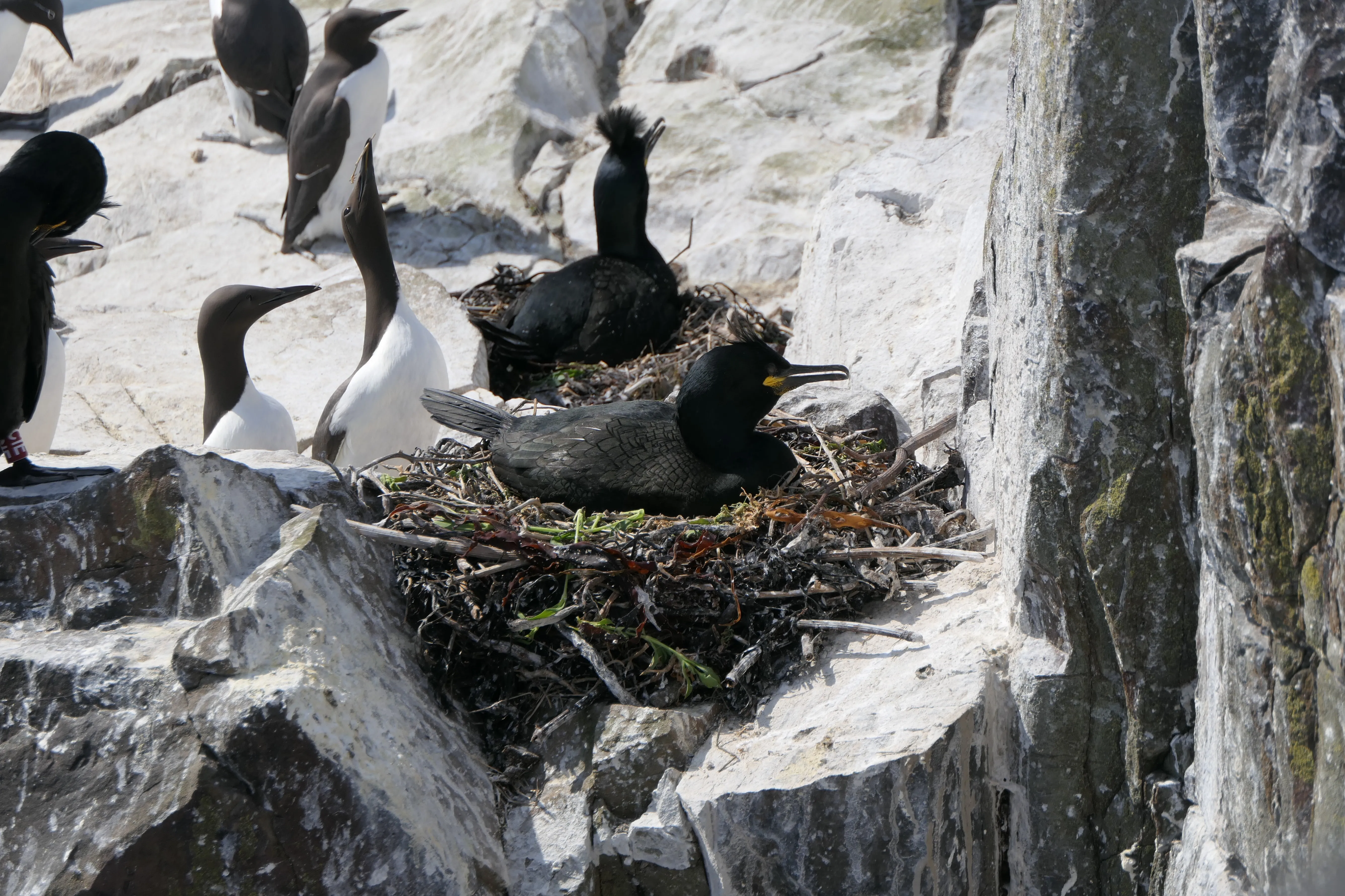 Breeding Shags and Guillemots, by Mike Toms / BTO