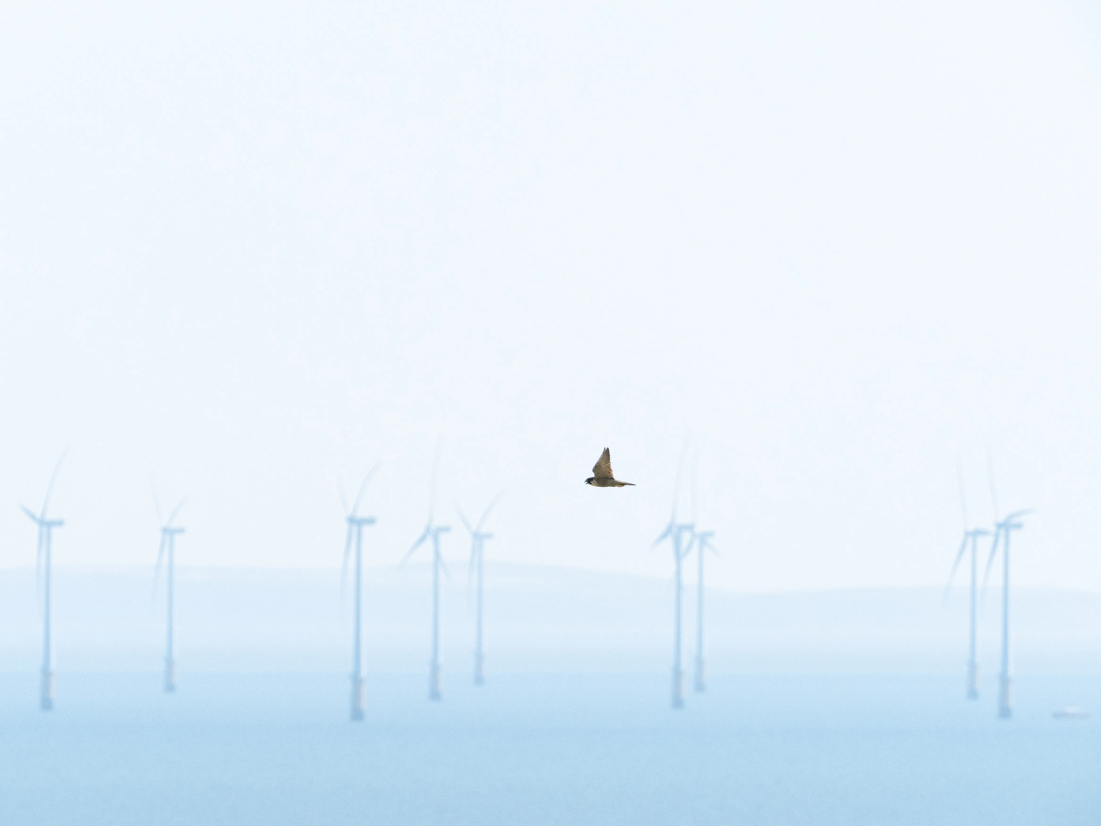 Peregrine and offshore wind farm, by Edmund Fellowes / BTO