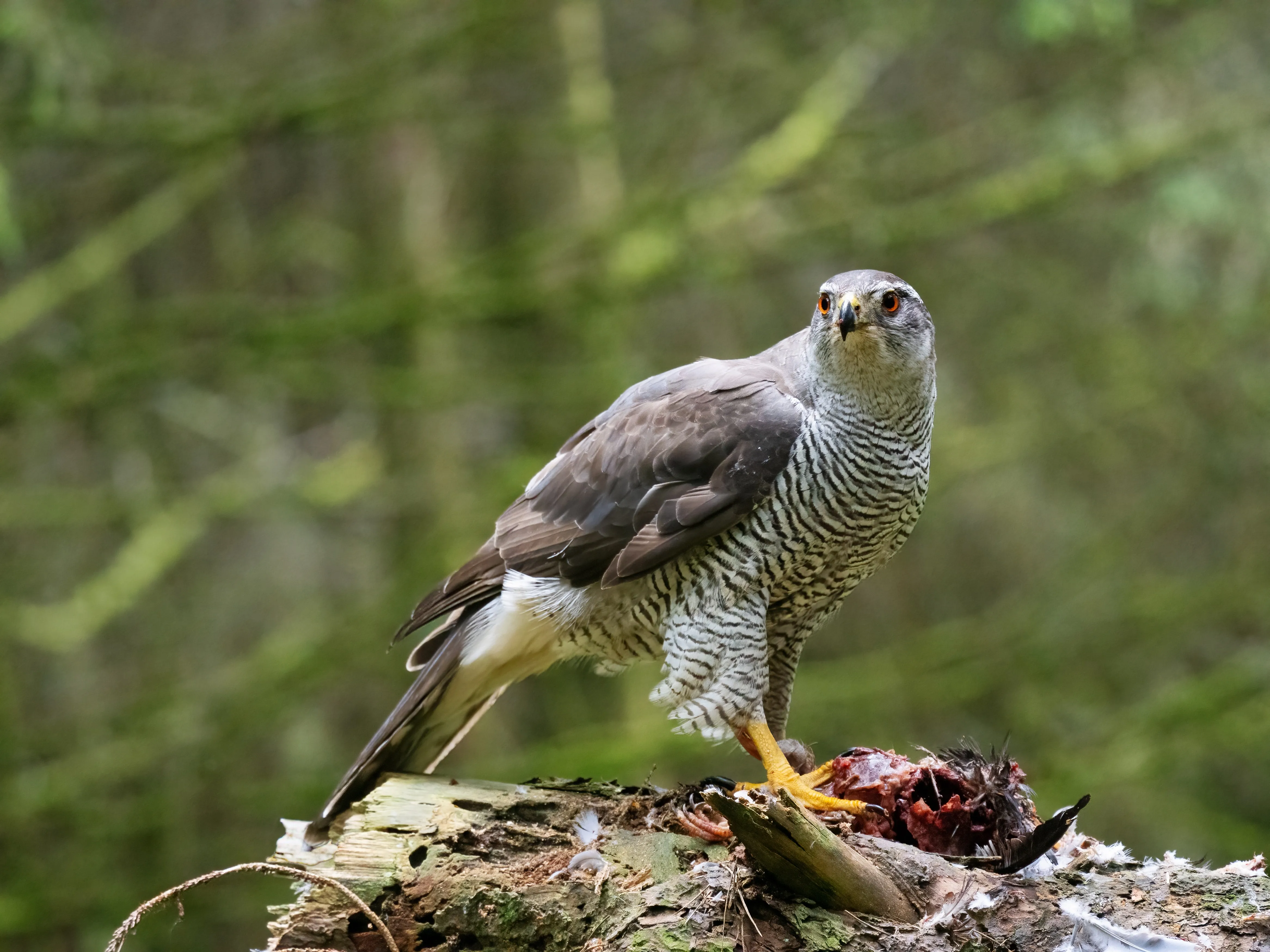 Goshawk with kill, by Edmund Fellowes / BTO