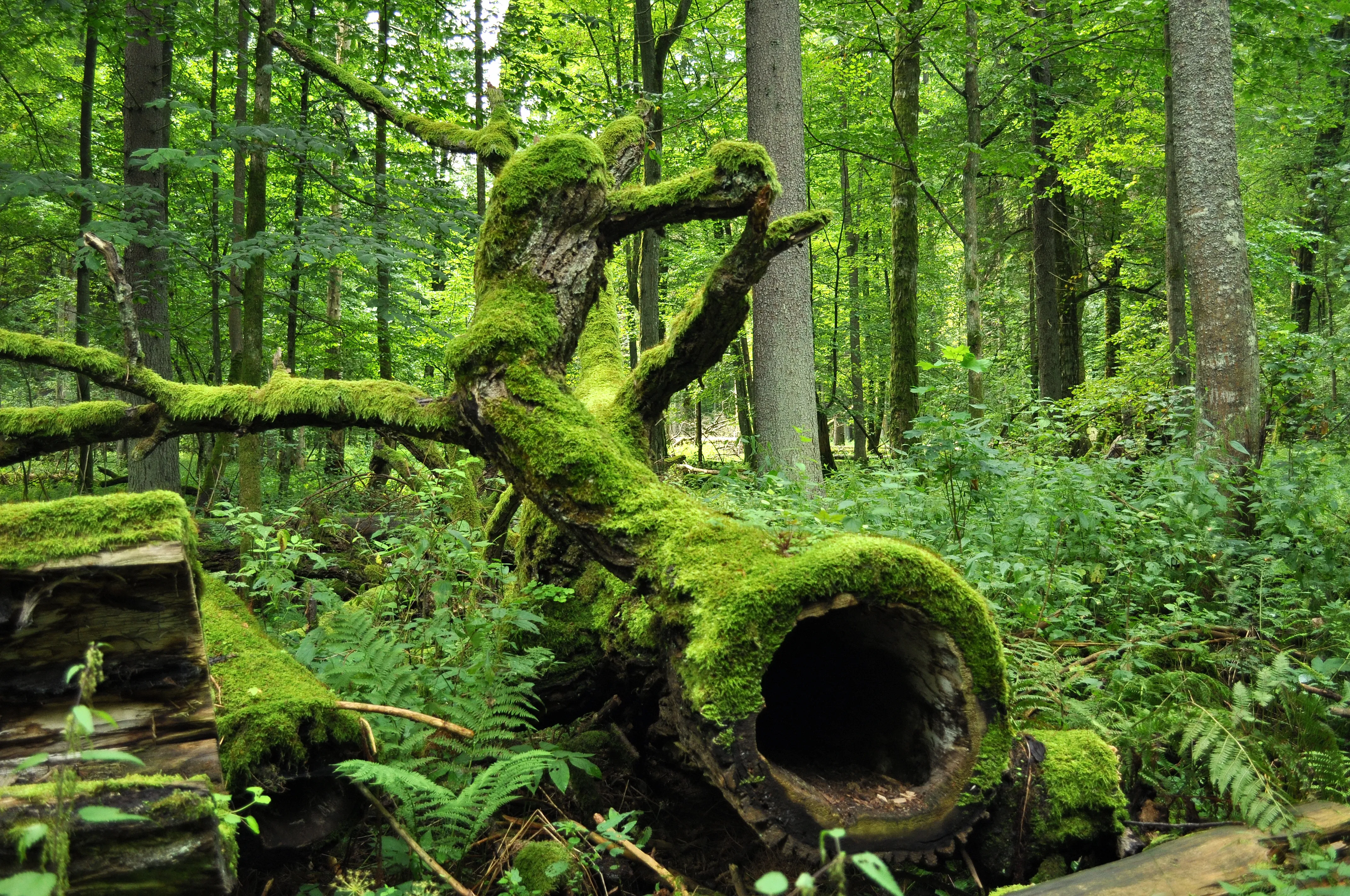 Bialowieza National Park in Poland, by Jacek Karczmarz - Own work, CC BY-SA 3.0, https://commons.wikimedia.org/w/index.php?curid=11131950