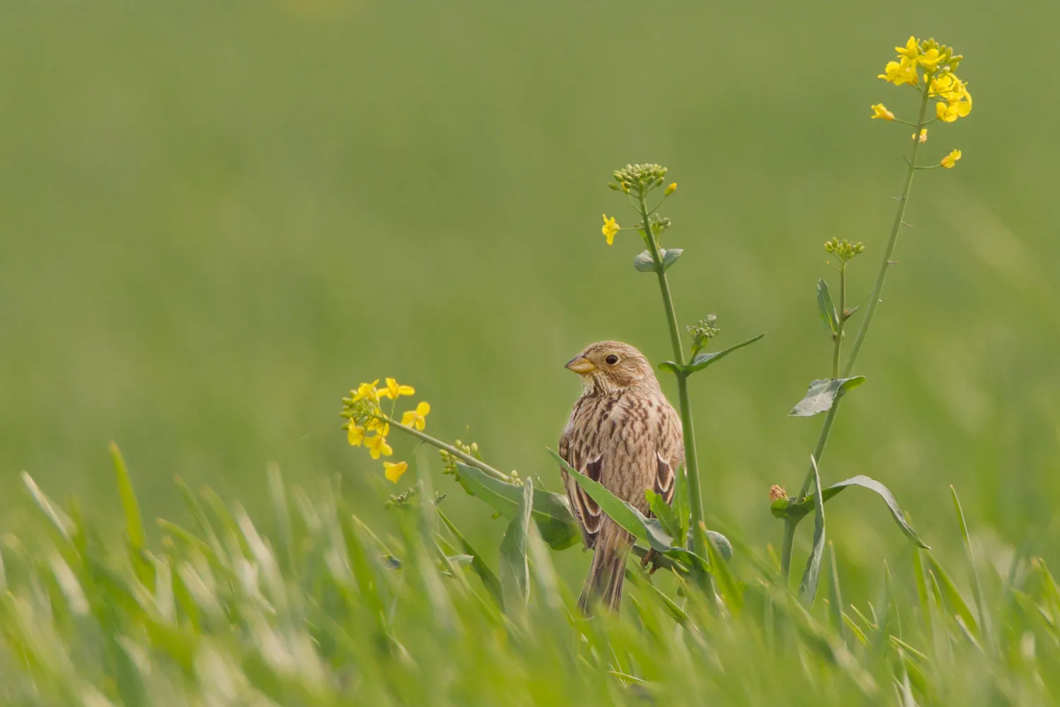 Corn Bunting, by Liz Cutting / BTO