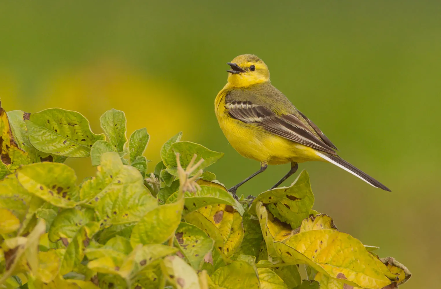 Yellow Wagtail, by Liz Cutting / BTO