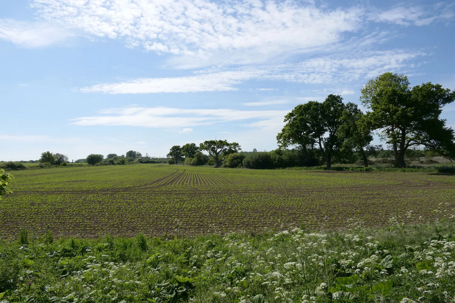 Farmland, by Mike Toms / BTO
