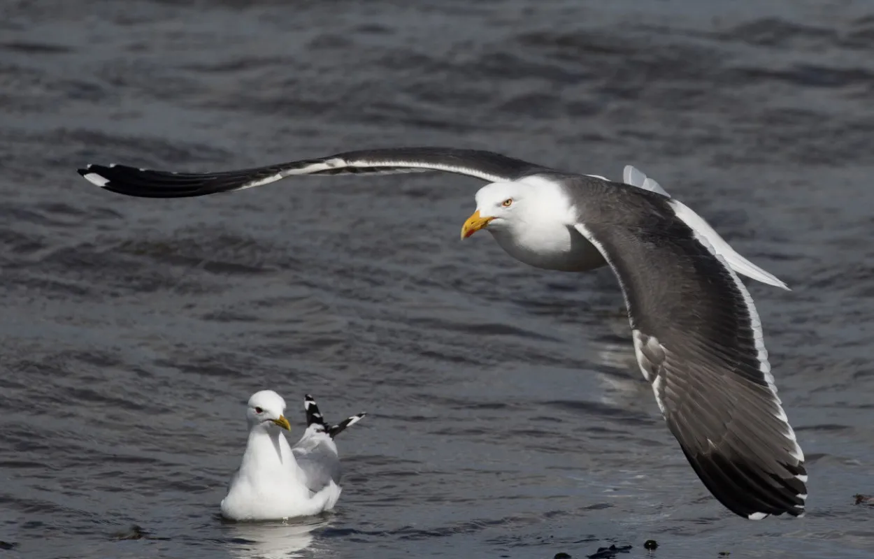 Great Black-backed Gull and Herring Gull, by Liz Cutting / BTO