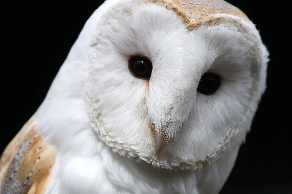 Learn about owls