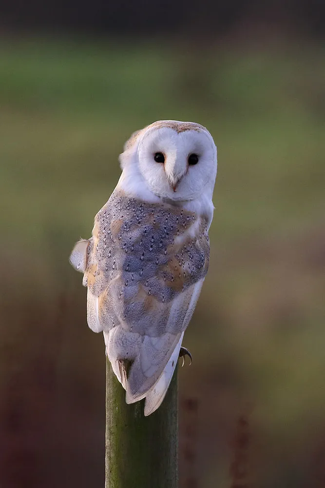 Introducing Barn Owls