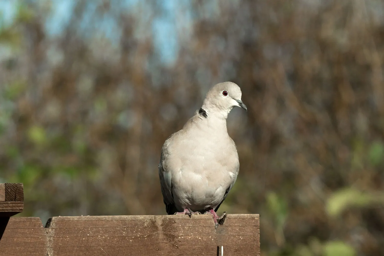 Collared Dove, by John Harding / BTO