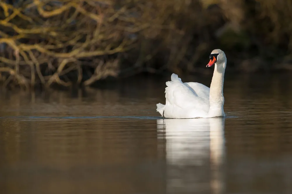 Mute Swan, by Sarah Kelman / BTO