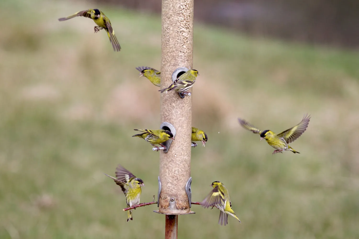 Siskins, by Edmund Fellowes / BTO