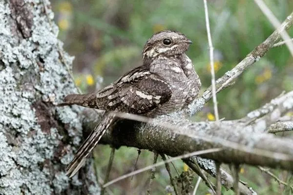 The Heathland Birds Survey
