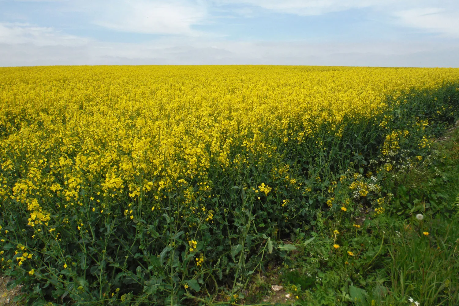 Oilseed Rape, by Mike Toms / BTO