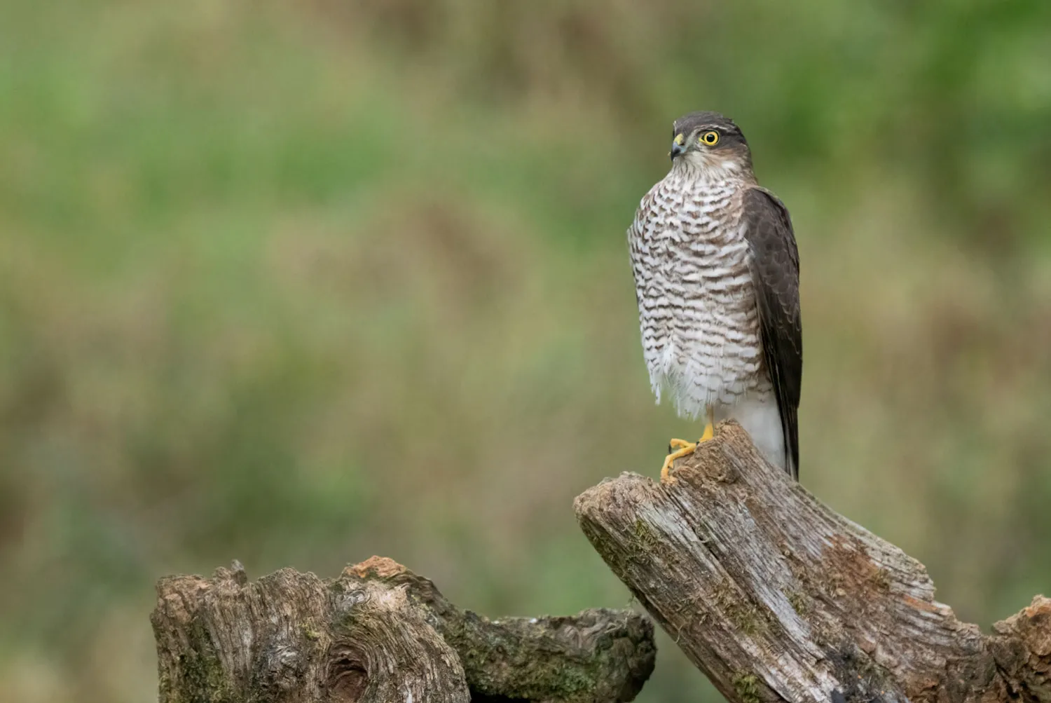 Sparrowhawk, by Edmund Felllowes / BTO