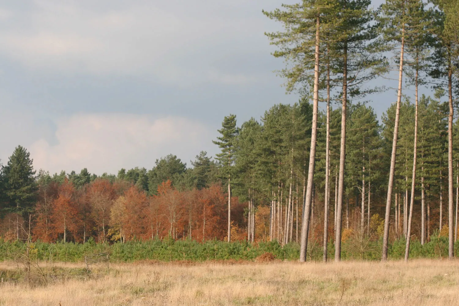Thetford Forest, by Mike Toms / BTO