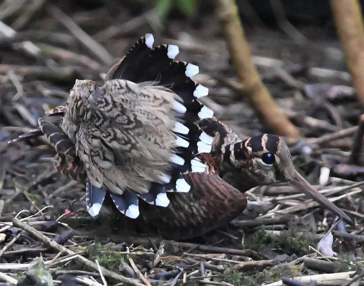 Woodcock, by Ross Goodwin / BTO