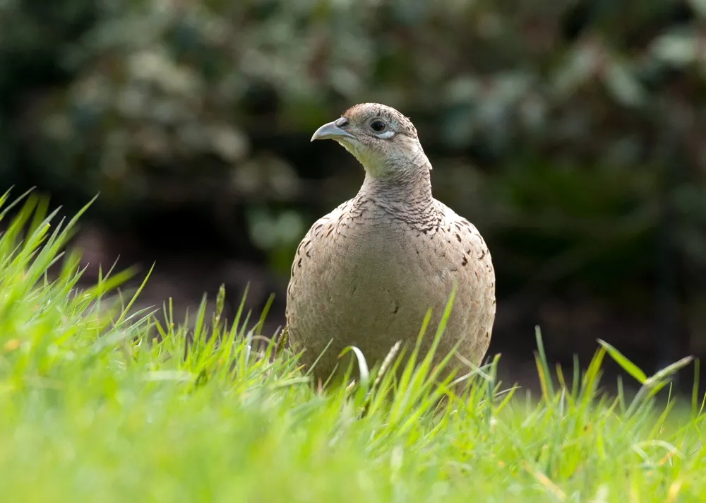 Pheasant, by Sarah Kelman / BTO