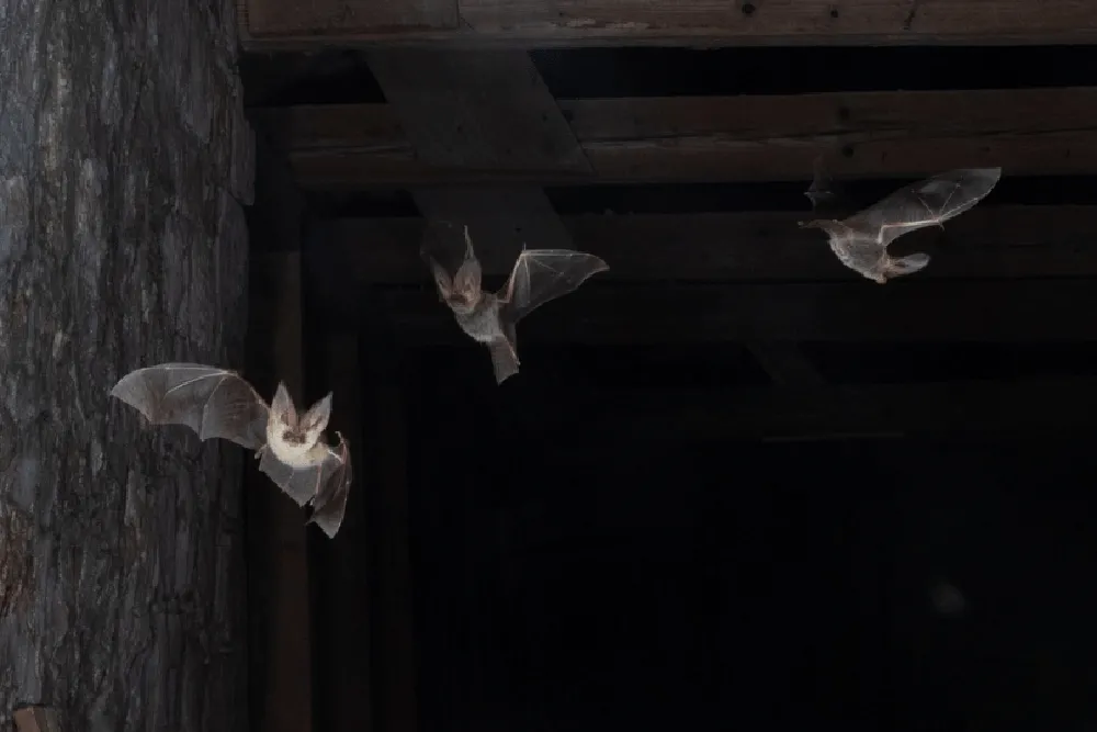 Mediterranean Long-eared Bats in the Abbots room of the monastery on Lokrum, Croatia. Photo by Chris Damant, Bernwood Ecology
