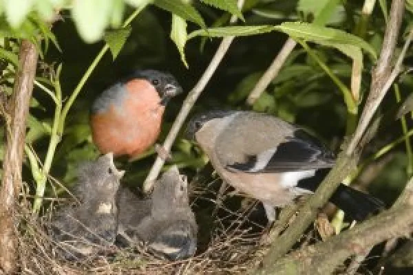 Bullfinch pair with young. John Harding Bullfinch pair with young. John Harding