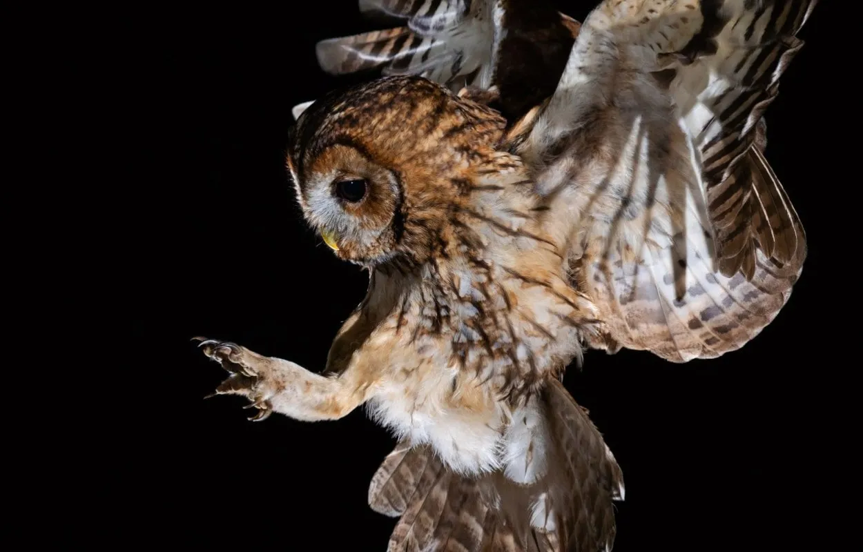 Tawny Owl coming to land by Laurence Liddy Tawny Owl coming to land by Laurence Liddy