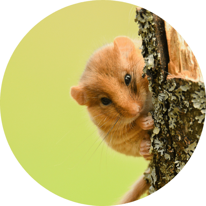 Hazel Dormouse. Szymon Bartosz