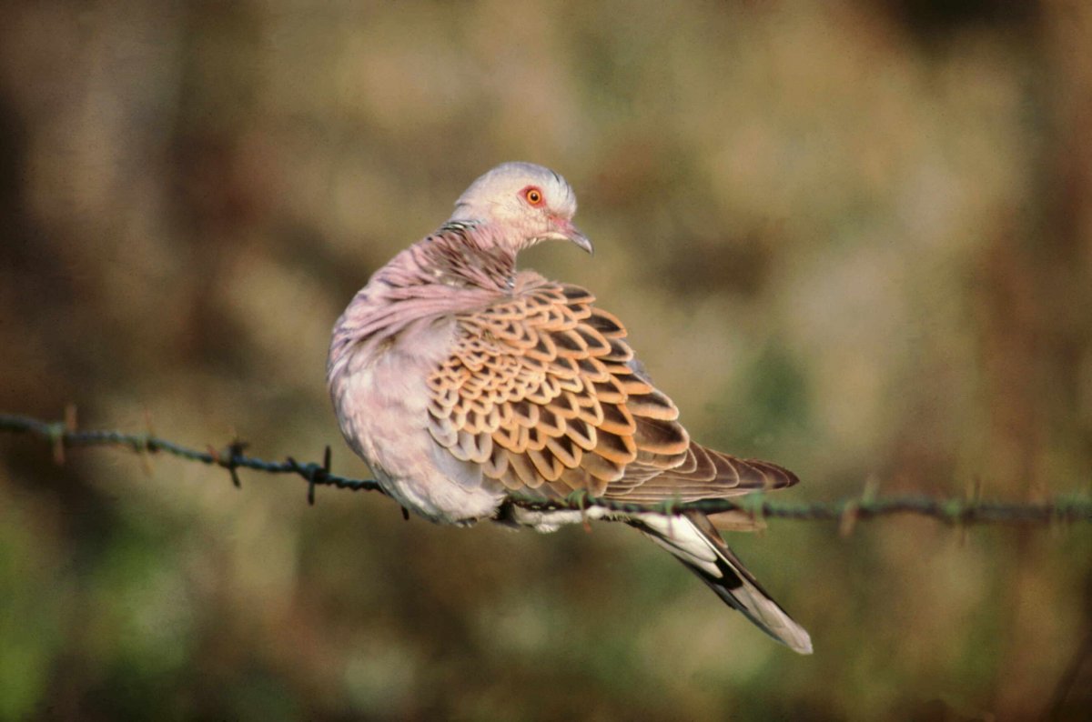 Turtle Dove by Mike Weston Turtle Dove by Mike Weston