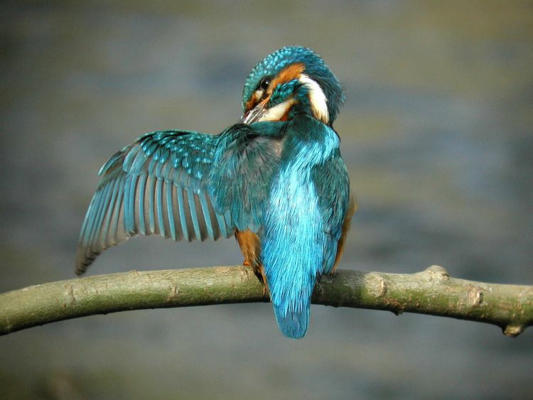 Kingfisher by John Harding Kingfisher by John Harding