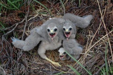 Hen Harrier chicks by Sean Morris