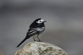 Pied Wagtail by Neil Calbrade