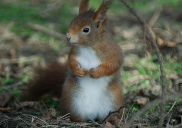 Red Squirrel by Neil Calbrade