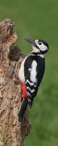 Great Spotted Woodpecker by Jill Pakenham