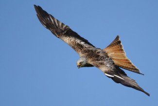 Red Kite by Amy Lewis