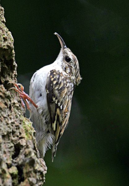 Treecreeper by John Harding