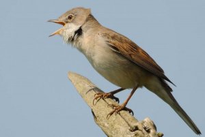 Whitethroat by Amy Lewis