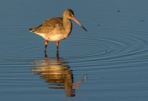 Colour ringed Black-tailed Godwit. Photograph by Ruth Walker Colour ringed Black-tailed Godwit. Photograph by Ruth Walker