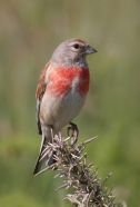 linnet