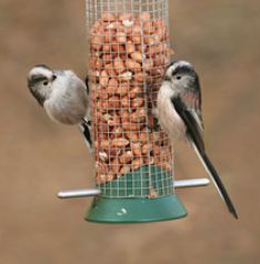 Long-Tailed Tit