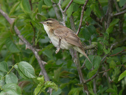 Sedge Warbler