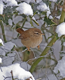 Wren