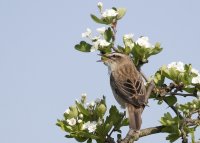 Sedge Warbler. Photograph by Colin Brown