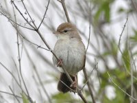 Cetti